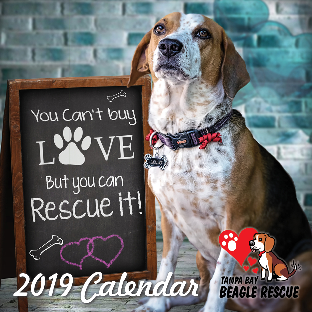 Tampa Bay Beagle Rescue 2019 Tampa Bay Beagle Rescue Calendar Contest